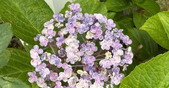 ＊おたふく紫陽花と調子の悪いつるバラ