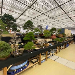 雨竹 盆栽 水石 便り