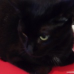 我が家の猫にゃんず