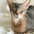 免疫力落ちた？蕁麻疹でて痒い߹-߹