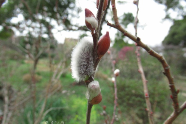 花信風 季節からのたより ヤナギ科