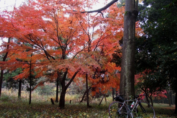 ギブソン砂漠 自転車踏破