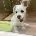 わんちゃん340723