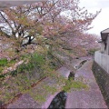 4/6(月)〝竹ヶ端運動公園〟〝集会所裏水呑川土手〟サクラ並木の散策(^.-)☆(15)