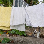 猫写真家・沖 昌之のブログ　野良ねこちゃんねる。　