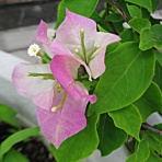 秋田野の花　道の花