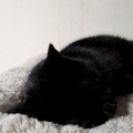 あきちゃんと　後ろでお昼寝中のうるちゃん