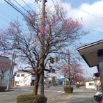 村のcafé　風光舎