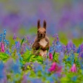 今英写真館 北海道の可愛い動物たち