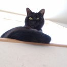 今日は２月２２日(ΦωΦ)にゃんにゃんにゃんの日その９