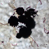 世界最古？　カナダで３９億５千万年前の生物の痕跡発見　東大准教授ら英科学誌ネイチャーに発表