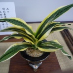 万年青　神奈川県支部の有志
