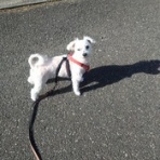 大きいマルチーズ☆ニノさん。