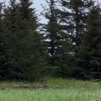 猫の動画 ねこわん！