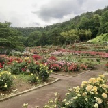 『続お休み回ーお花畑行ったよ』の画像
