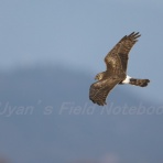 UYANのフィールドノート