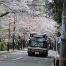 波乱な桜×バス撮影　最終回(オマケ)