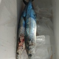7月10日の釣果
