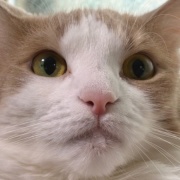 「お顔にお水がついていますよ」と猫に言ったら・・・