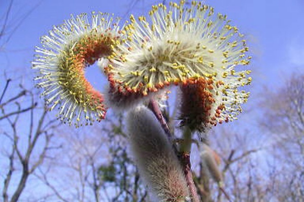 Drecom Isao Oのブログ ネコヤナギ 猫柳 Nhk ラジオ深夜便 Drecom Isao Oのブログ ネコヤナギ 猫柳 Nhk ラジオ深夜便