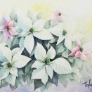 2025.12 白色のポインセチア