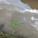 アオウキクサ移植