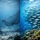 なぜ日本だけ魚が減るのか──乱獲を認めない構造と食料安全保障崩壊の現実【2026年】