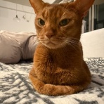 おうちごはんとおかしとねこ