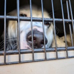 GUNDOG RESCUE CACI 活動ブログ