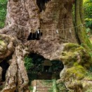 クスノキの番人のモデルは？