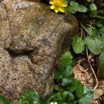 blog：自然と四季を楽しむ