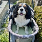 イヌじゃないの、ムスメなの☆