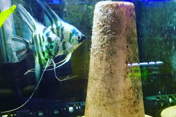 Mobi Aqua エンゼル飼育日記