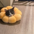 ５歳の娘の誕生日会でホールケーキを用意。Ａちゃん「食べかけに見える、いらない」→Ａママに報告。Ａママ「娘はショートケーキが嫌いだから・・・」←そんな女の子いる？