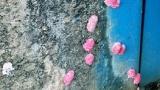 ワイ、田んぼでキモい物体を発見（※画像あり）