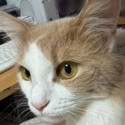 食物花粉アレルギーのお話と今朝の庭で衝撃を受けたこと