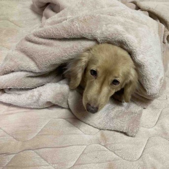 次の日の様子。