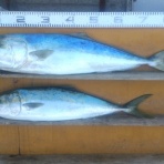 中本渡船ブログ