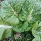 冬至・山形セイサイ