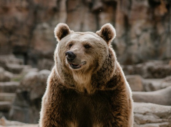 猟師「本当に強い熊は山にいる」←これ聞いて恐ろしい仮説を考えてしまったんだが