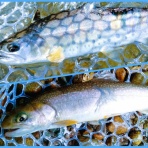 狐の気晴らし釣り日記