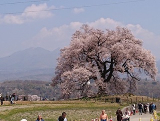 わに塚の桜 3/29 お昼前景
