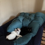 40代どう暮らしたら楽しい？blog