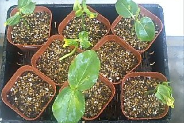 盆栽風 バオバブ盆栽