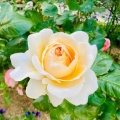 憧れのローズ🌹ガーデン✨
