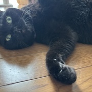 猫に忘れられてないか不安な娘