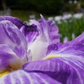 馬見丘陵公園の花菖蒲と紫陽花２０２６