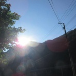 有機無農薬栽培茶　国友農園