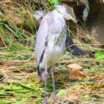 野鳥の観察を都内で