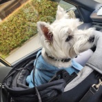 たかシェフのおうちごはん。と、白い犬。と、チワワ。